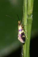 Image of Micropterix aglaella Duponchel 1838