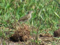 Image of Malindi Pipit