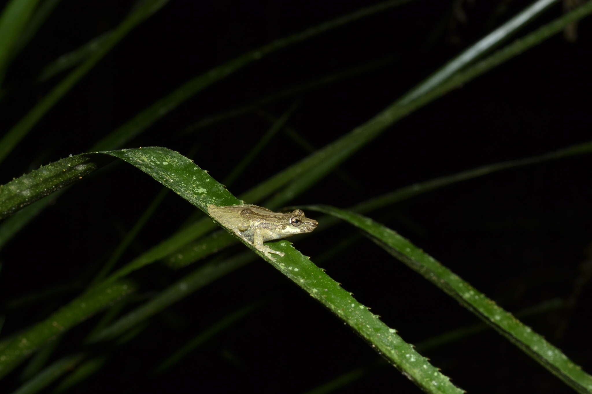 Plancia ëd Ololygon perpusilla (Lutz & Lutz 1939)