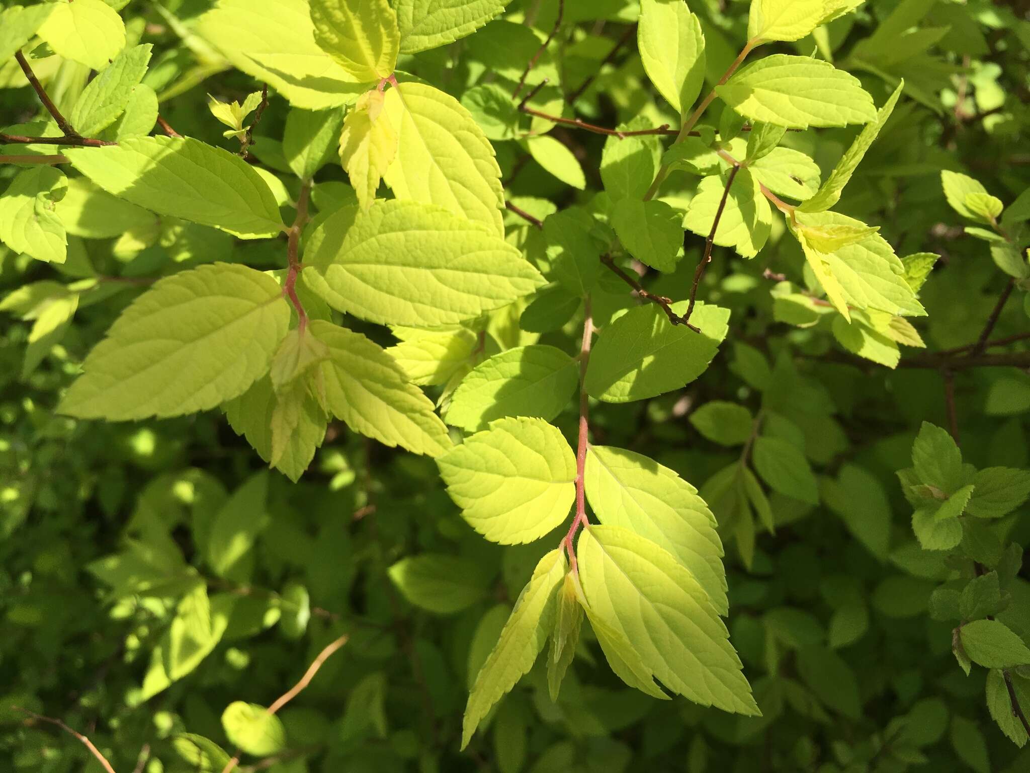 Image of Japanese meadowsweet