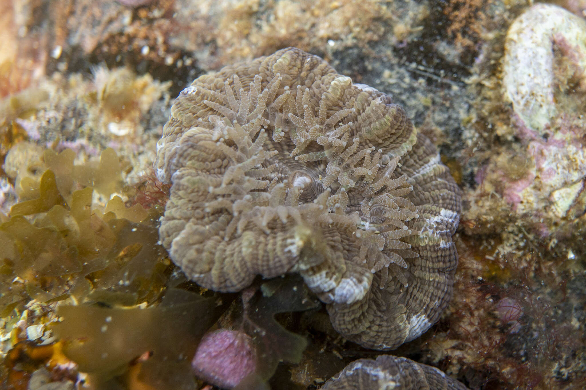 Image of Large polyp hard coral
