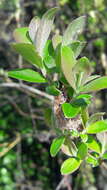 Image de Salix atrocinerea Brot.