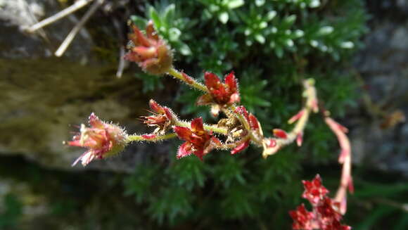 Image of Saxifraga scardica Griseb.