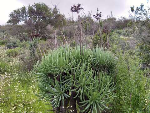 Image of <i>Tylecodon cacalioides</i>