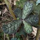 Image of Polygala latouchei Franch.