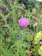 Image of Spear Thistle