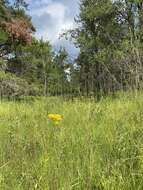 Image of Solidago vossii J. S. Pringle & Laureto