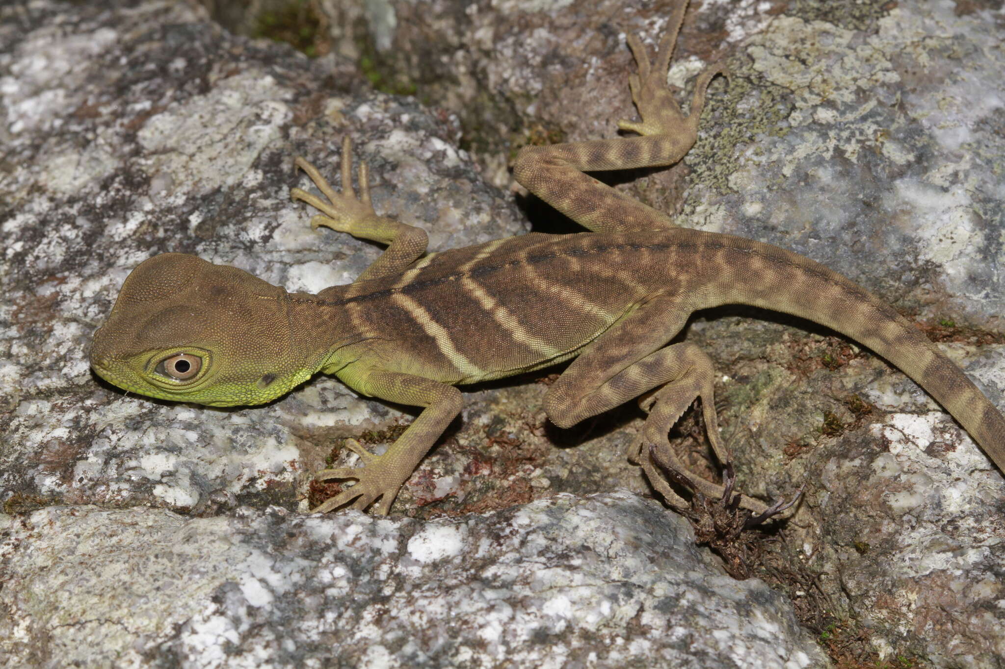 Image de Physignathus