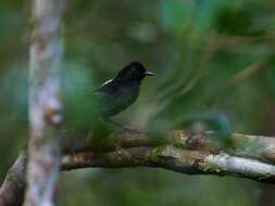 Image of Fringe-backed Fire-eye