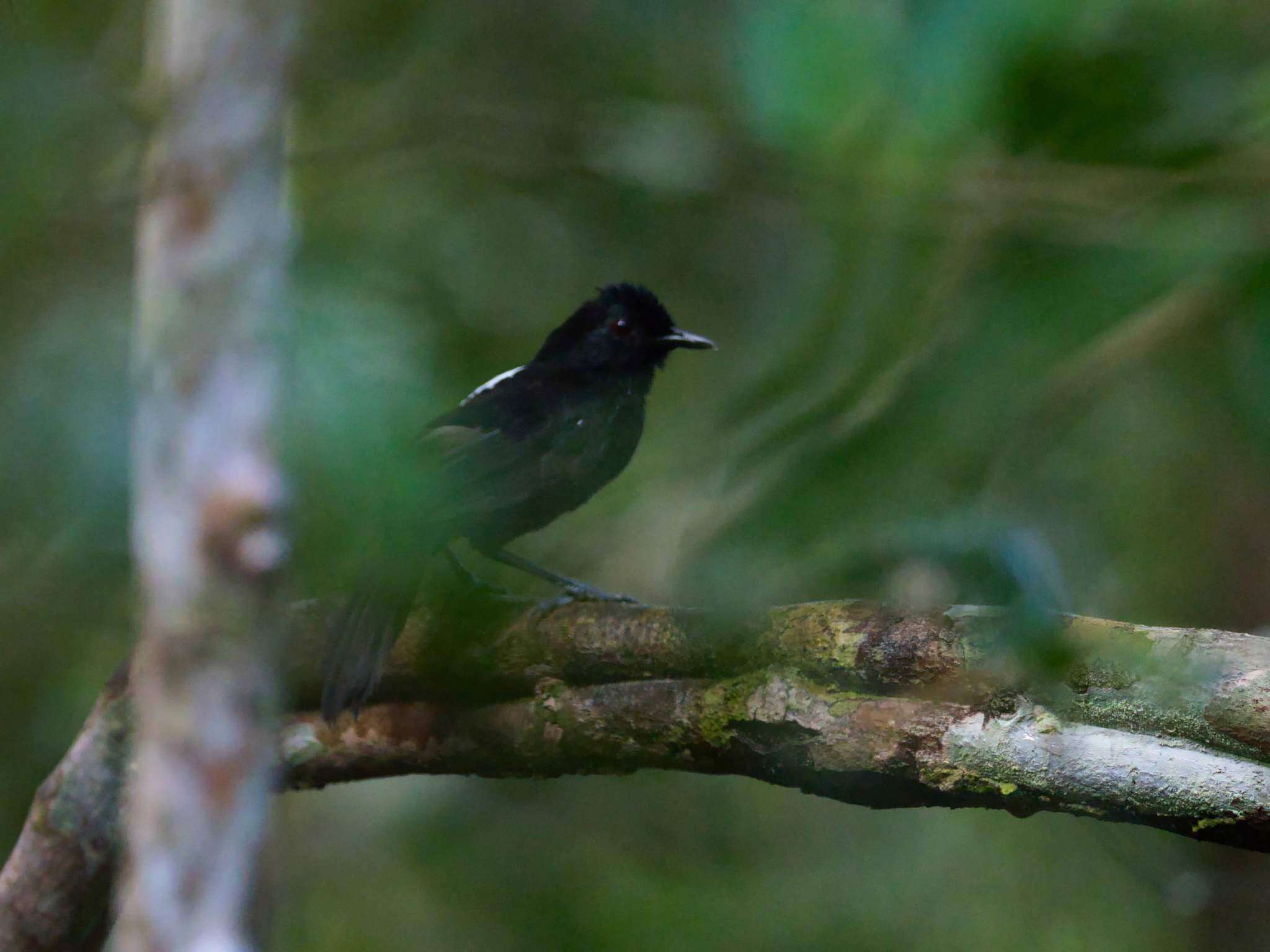 Image of Fringe-backed Fire-eye