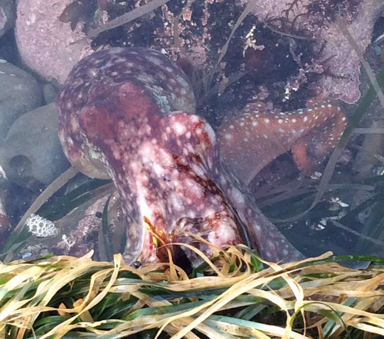 Image of East Pacific red octopus