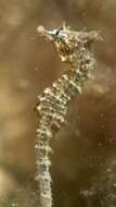 Image of Knobby Seahorse