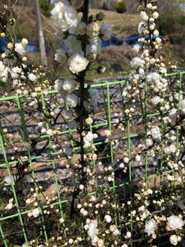 Imagem de Prunus glandulosa C. P. Thunb. ex A. Murray