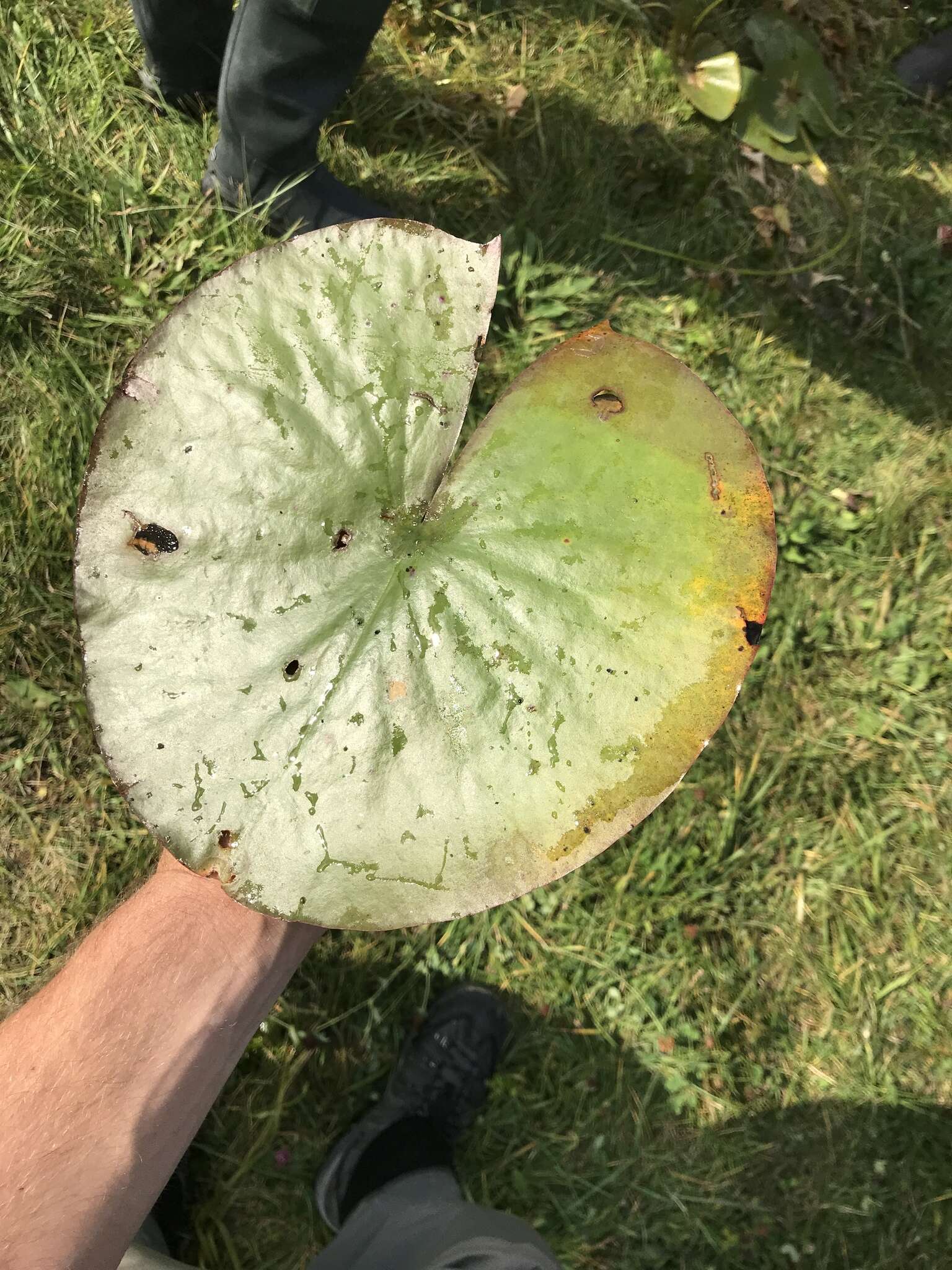 Image de Nymphaea odorata subsp. tuberosa (Paine) J. H. Wiersema & C. B. Hellquist