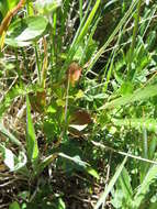 Image of dwarf bilberry