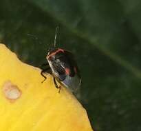 Image of Twice-stabbed Stink Bug