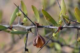 Image of Gymnosporia gariepensis Jordaan