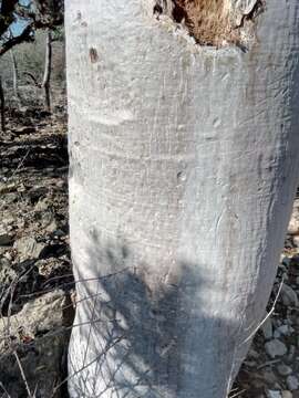 Image of Bottle Tree