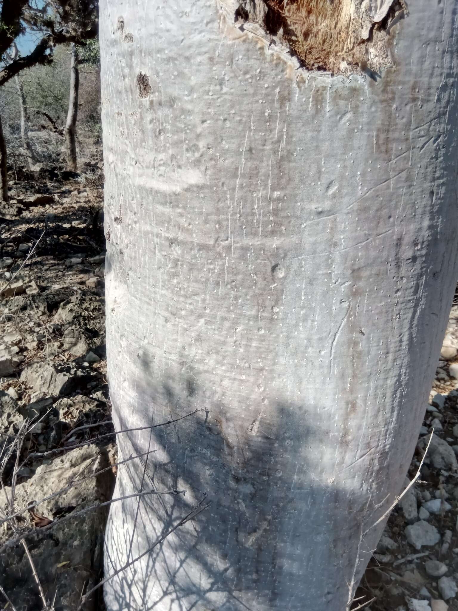 Imagem de Moringa drouhardii Jumelle