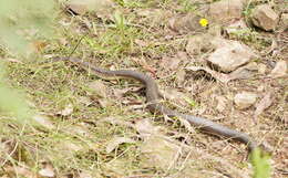 Image of Lowland copperhead