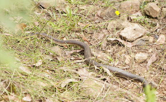 Image of Lowland copperhead