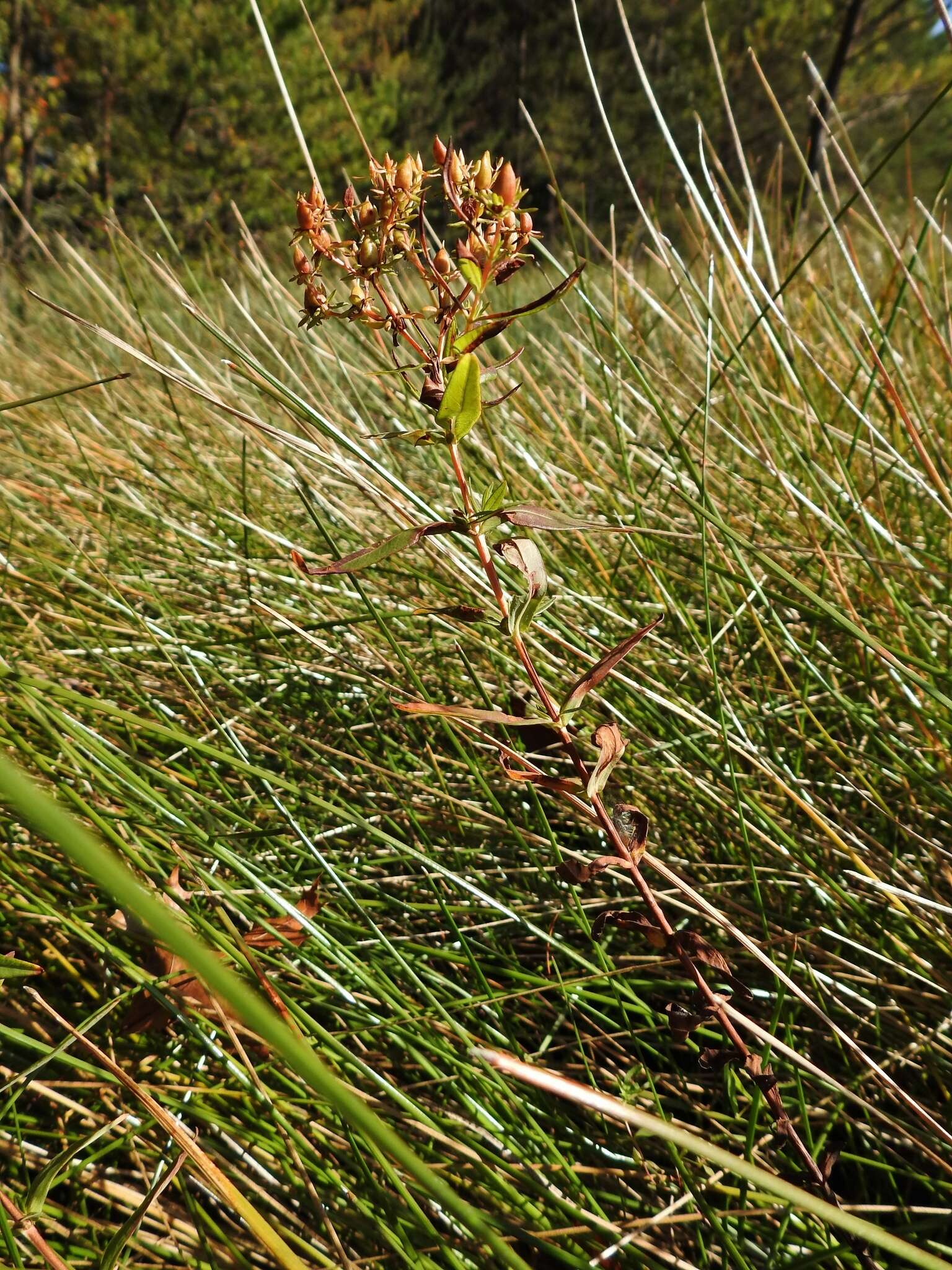 Sivun Hypericum adpressum W. C. P. Barton kuva