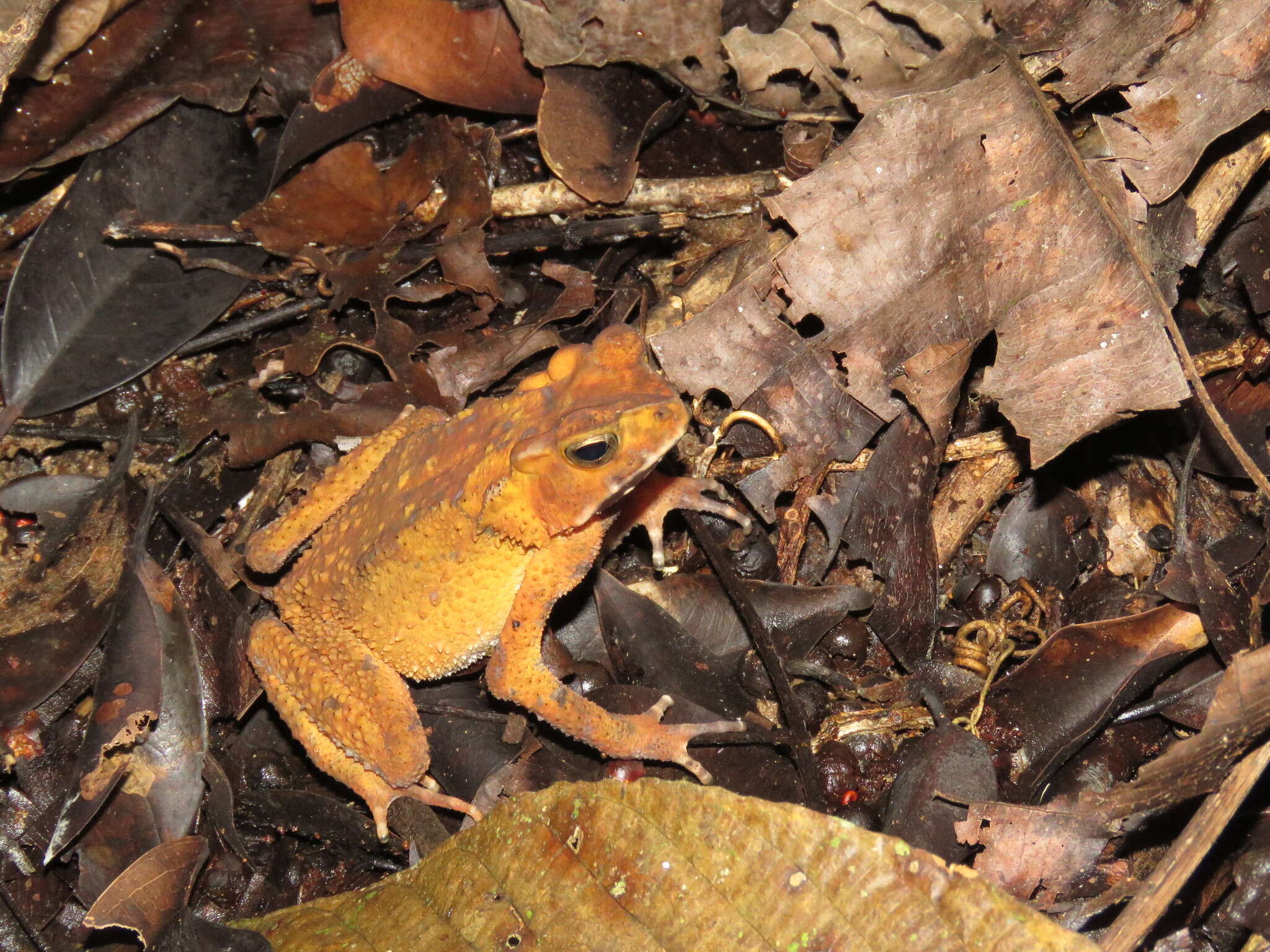 Image of Sulawesian Toad