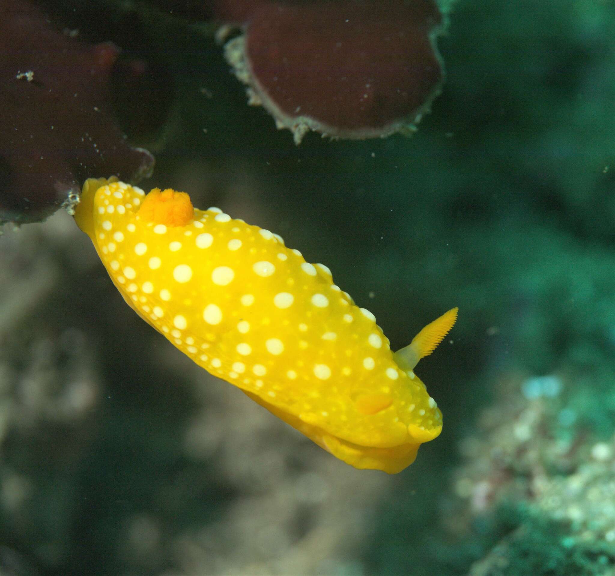 Image of Doris chrysoderma Angas 1864