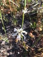 Image of Moraea viscaria (L. fil.) Ker Gawl.