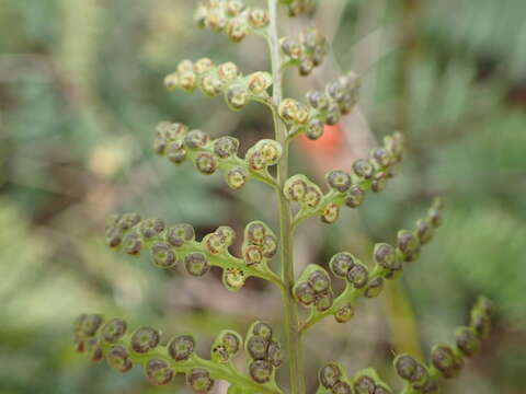 Image de Maxonia apiifolia (Sw.) C. Chr.