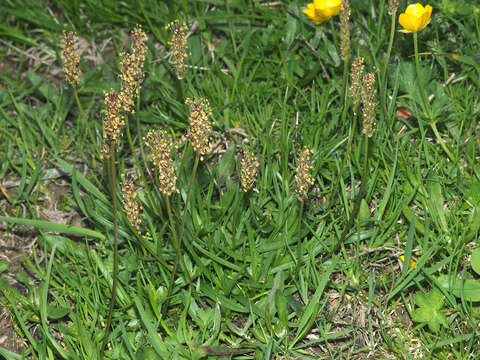 Image of Plantago alpina L.