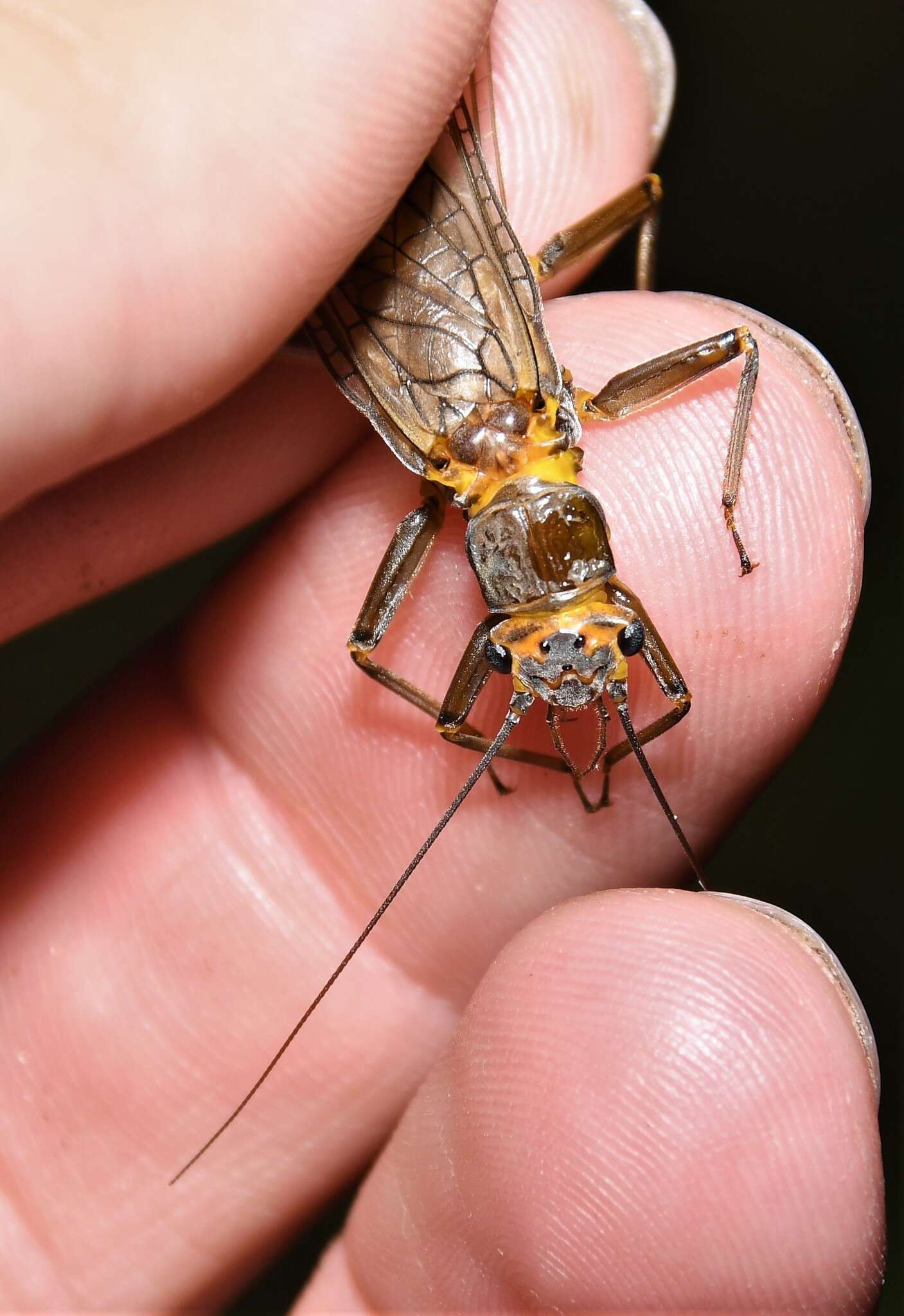 Sivun Acroneuria carolinensis (Banks 1905) kuva