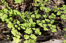 Image of Adiantum aethiopicum L.