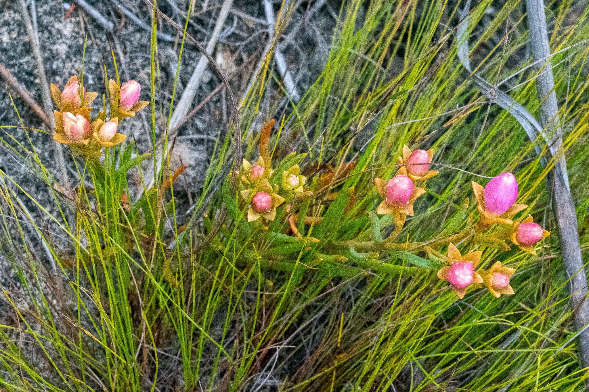 صورة Chironia linoides L.