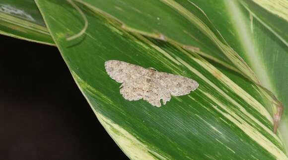 Image of Ectropis bhurmitra Walker 1860