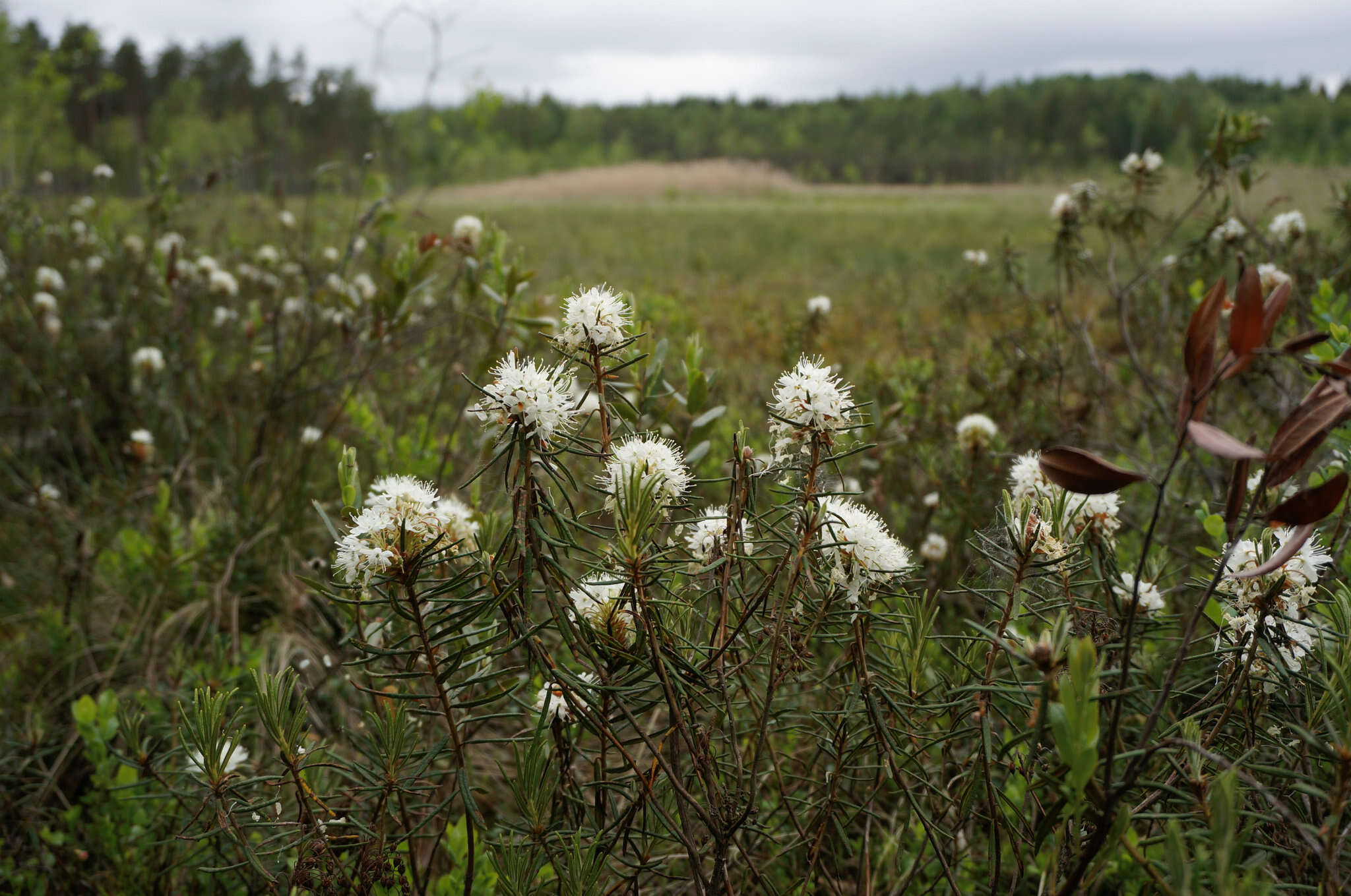 Imagem de Rhododendron tomentosum (Stokes) Harmaja