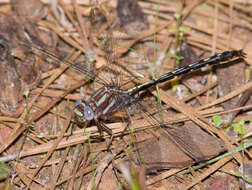 صورة Phanogomphus lividus (Selys 1854)