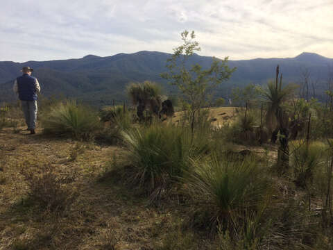 Image of Xanthorrhoea glauca subsp. angustifolia D. J. Bedford