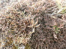 Sivun Selaginella sanguinolenta (L.) Spring kuva