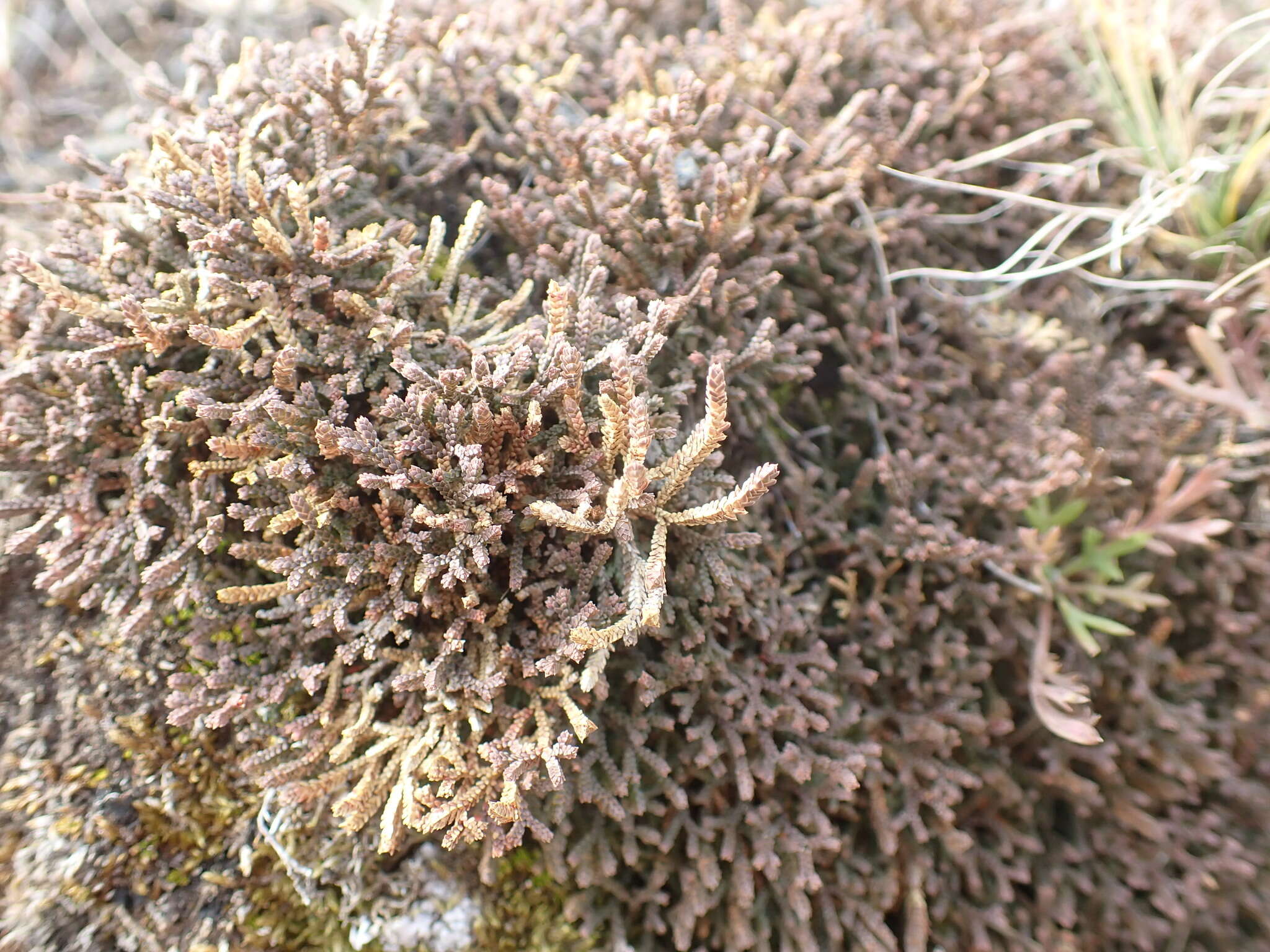 Sivun Selaginella sanguinolenta (L.) Spring kuva