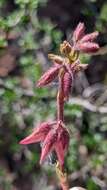 Image of shrubby restharrow