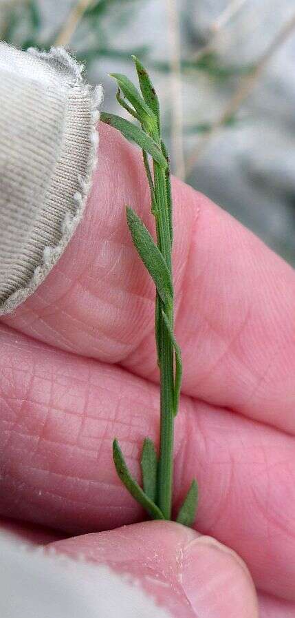 Image of shortleaf baccharis