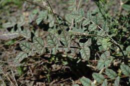 Image of Onobrychis bobrovii Grossh.