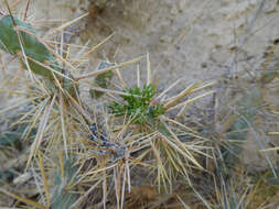 Image of thistle cholla