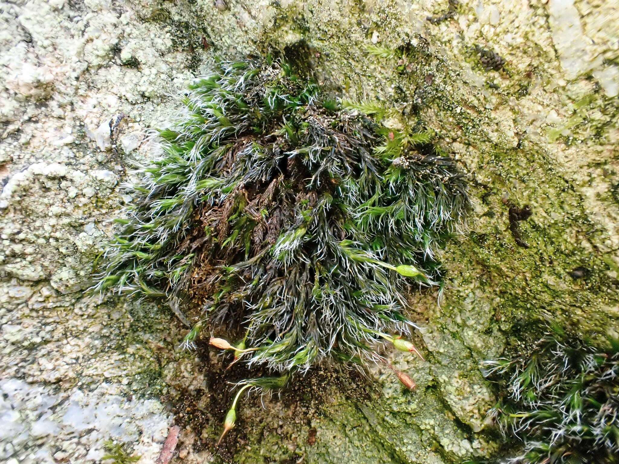 Image of grimmia dry rock moss