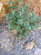 Image of heartleaf suncup
