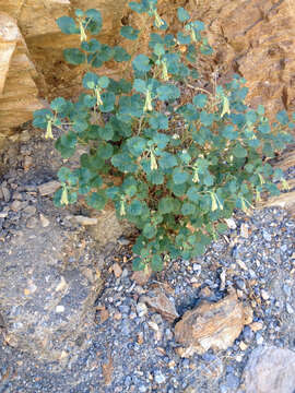Image of heartleaf suncup