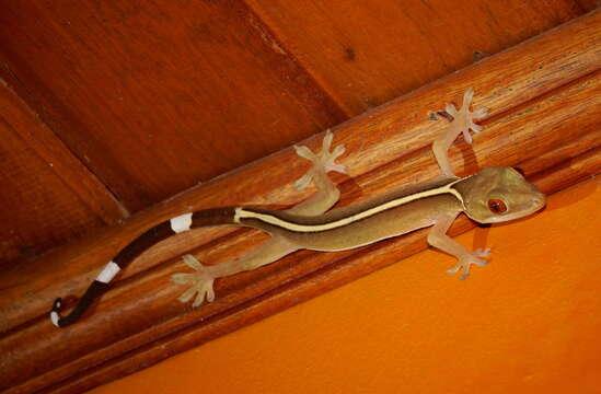 صورة Gekko vittatus Houttuyn 1782