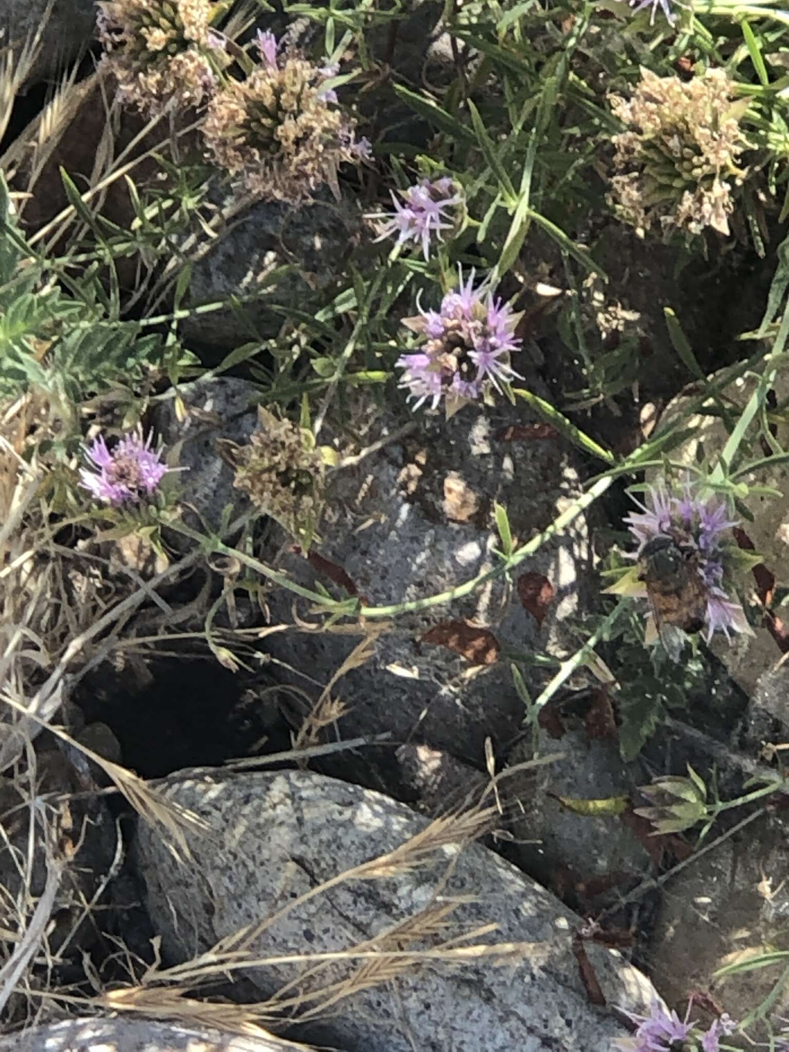 Image of Willowy Mountainbalm