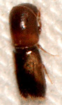 Image of Monarthrum fasciatum Wood & Bright 1992